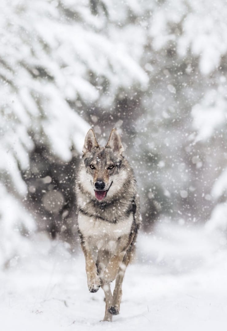 Československý vlčák s PP - 8