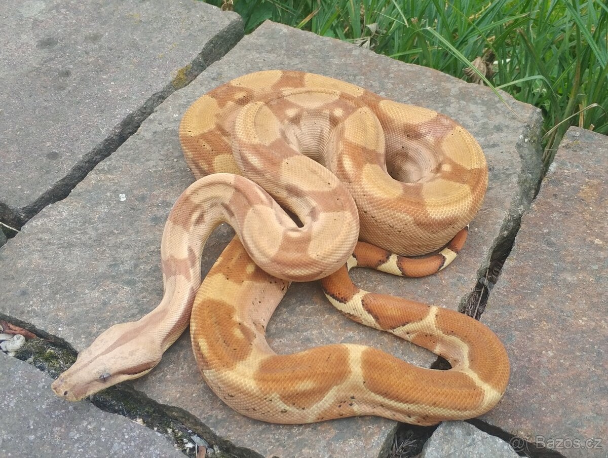 Boa imperator - RLT het VPI Snow, VPI T+ Sunglow Motley - 8