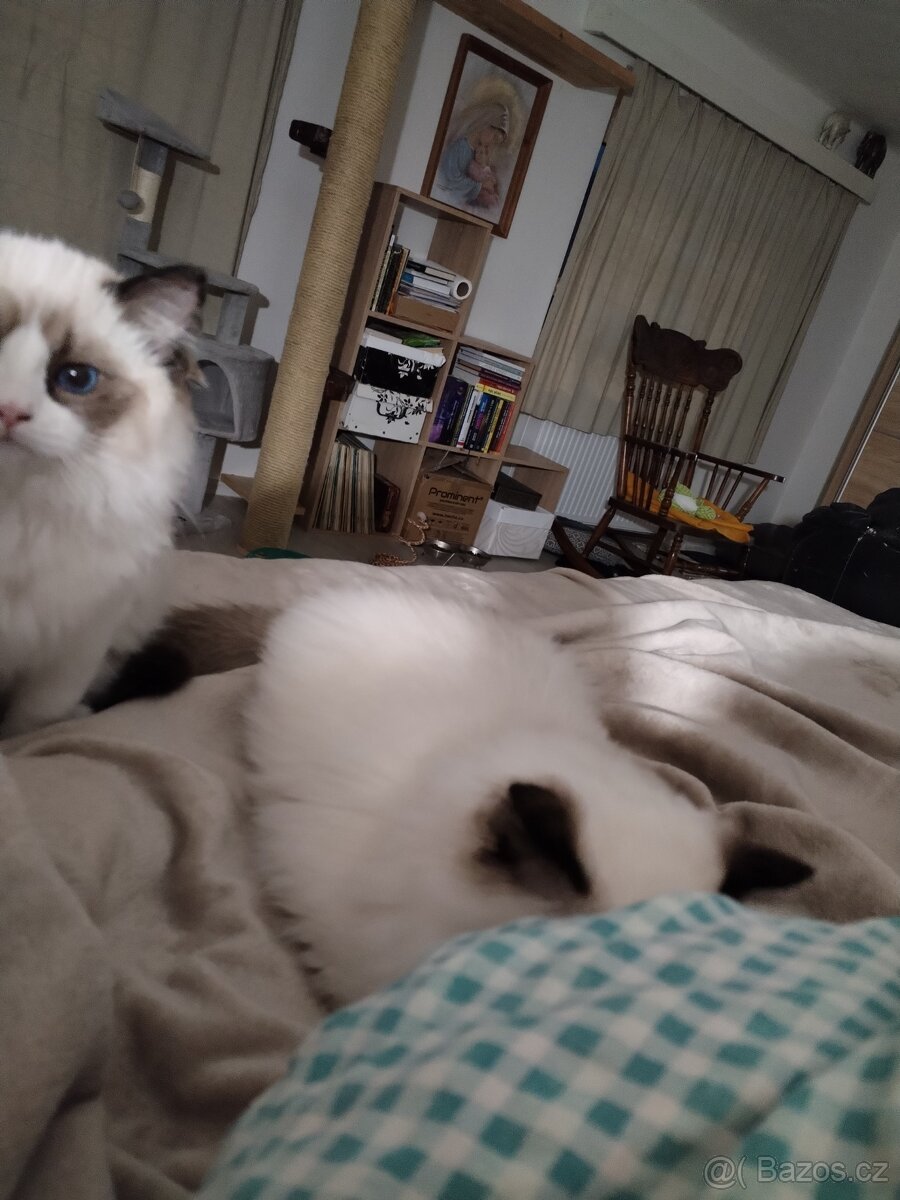 Ragdoll kotě s PP - 8