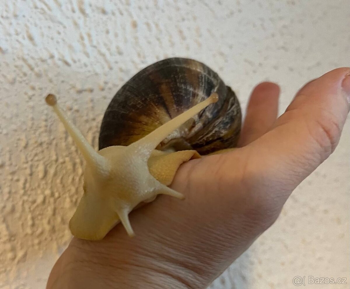 Archachatina marginata ovum - mladata 6 mesicu - 8