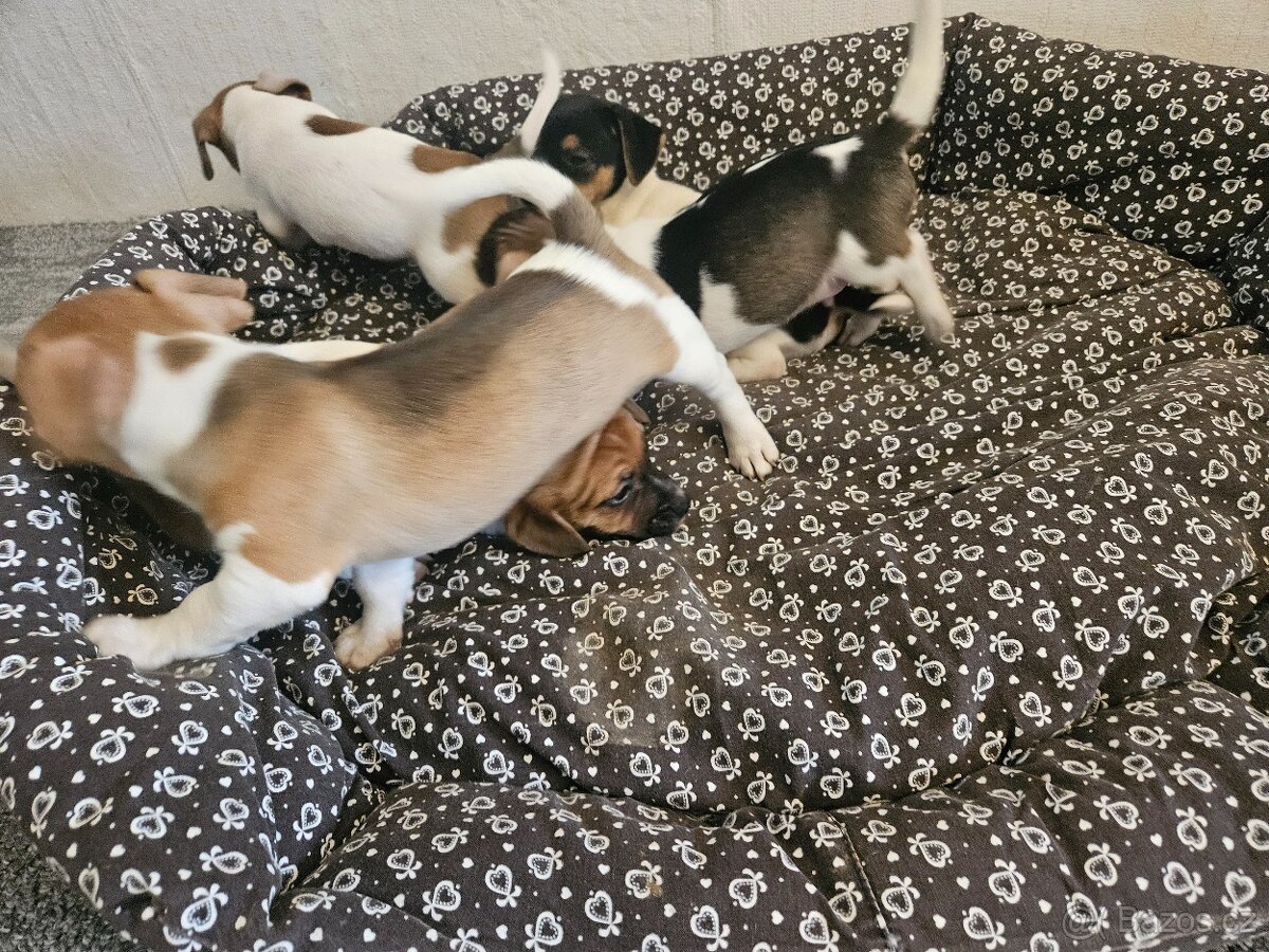 Jack Russel teriér - 8