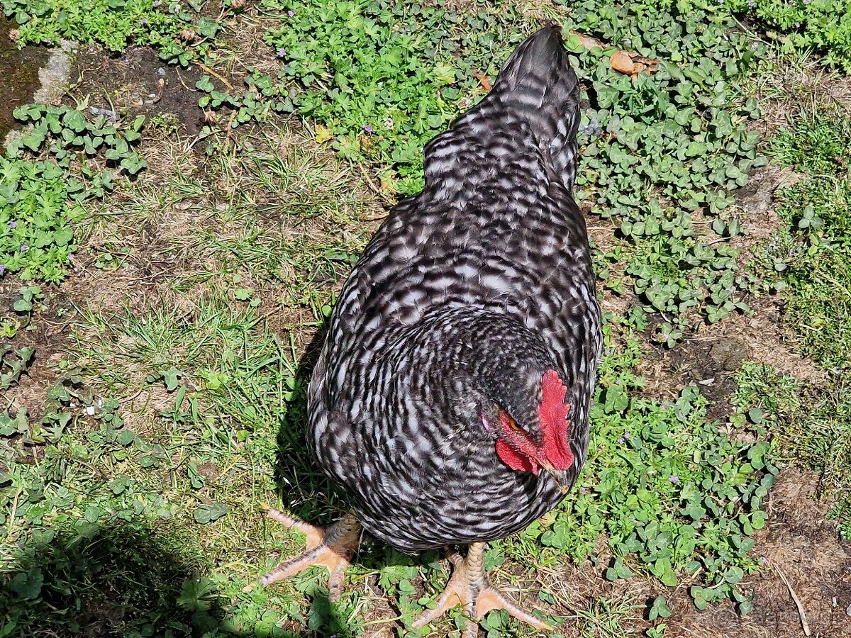 Kuřičky s kohoutkem - 8