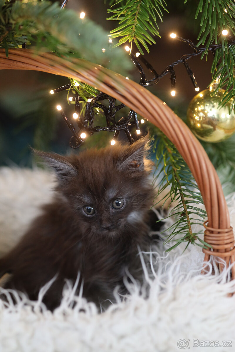 Mainská mývalí s PP - 8