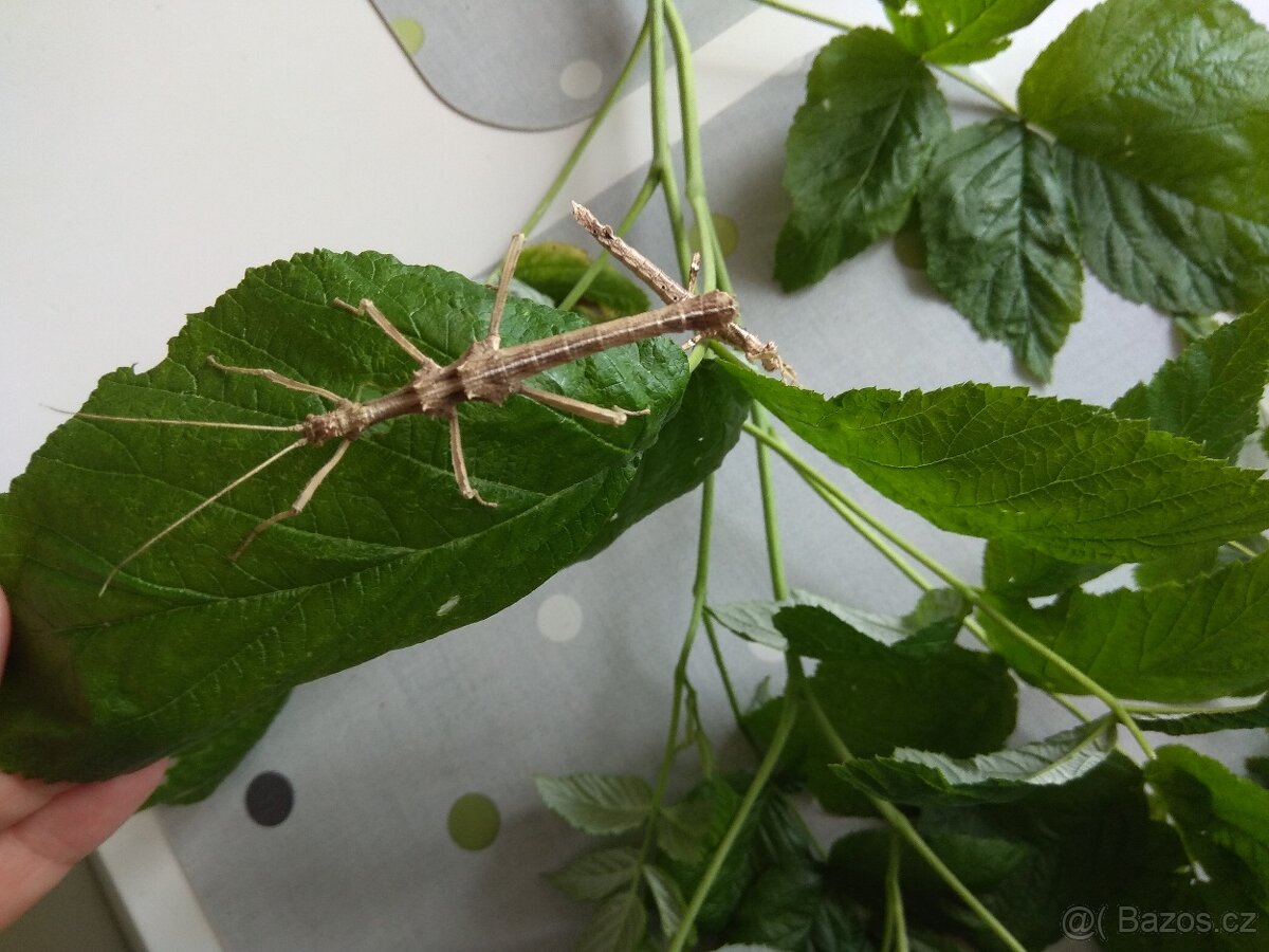 Strašilky a pakobylky - 8