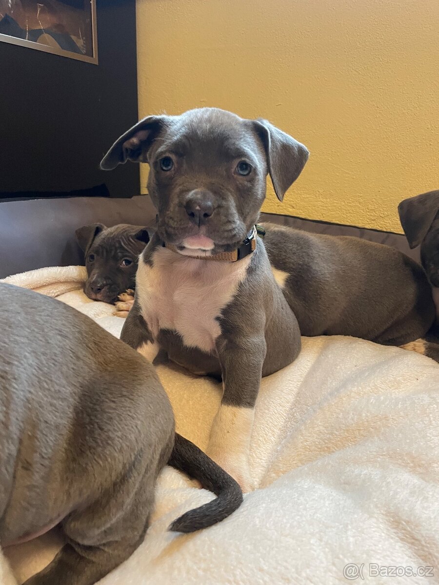 Americký stafordšírsky teriér - 8