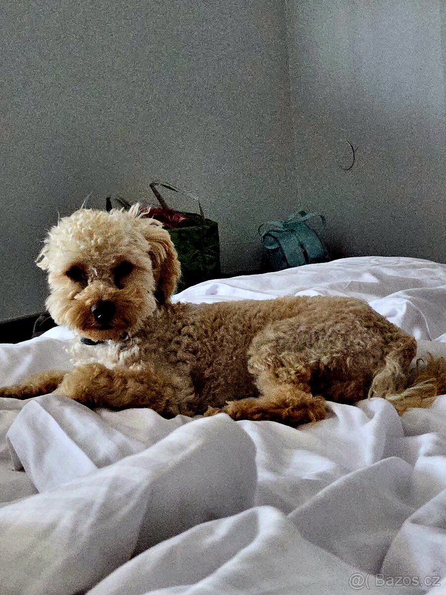 Nabizim ke kryti maltipoo bez pp - 8