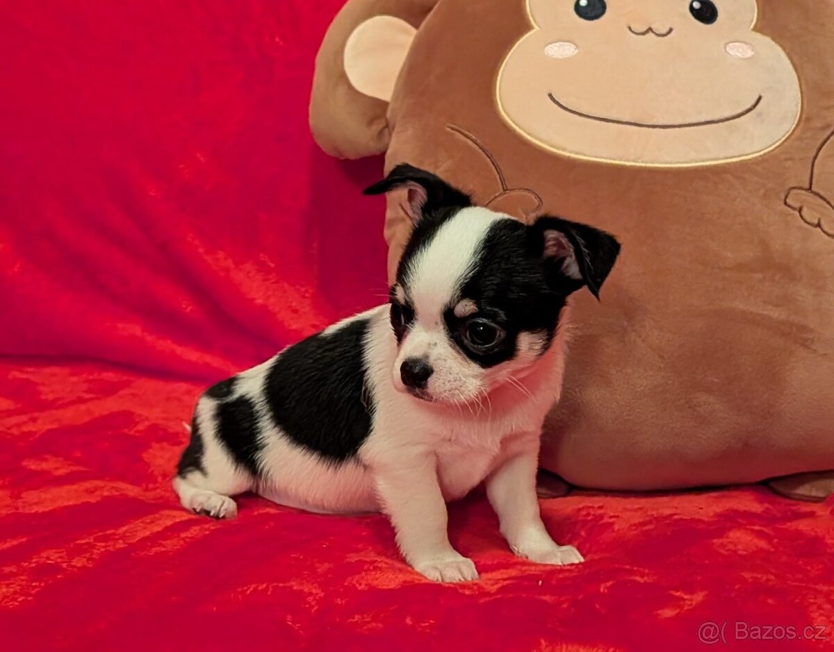 Čivava krátkosrstá s PP - 8