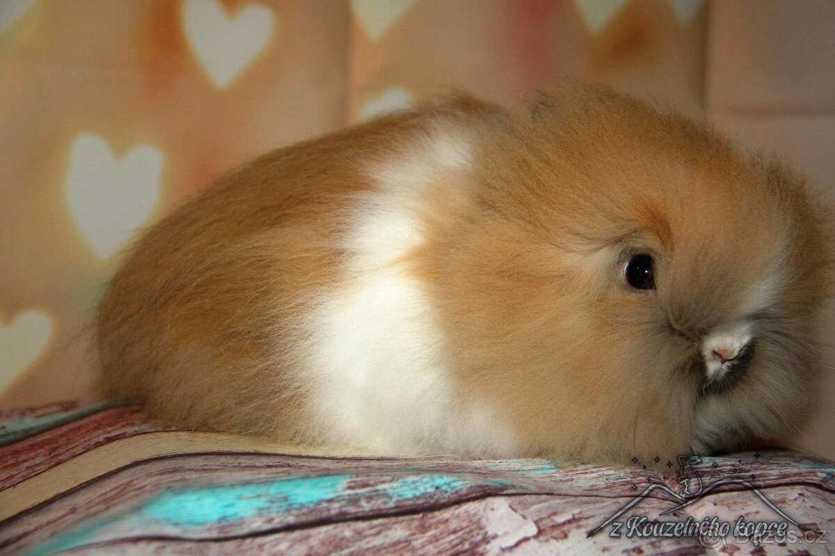 Zakrslí králíčci Teddy s VP_(Vánoční miminka)-doprava po ČR - 8