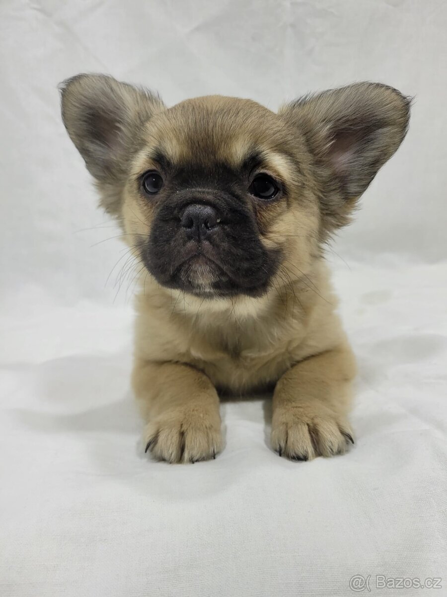 Francouzský buldoček - 8