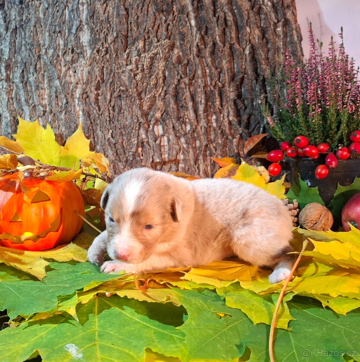 Australský ovčák s PP - 8