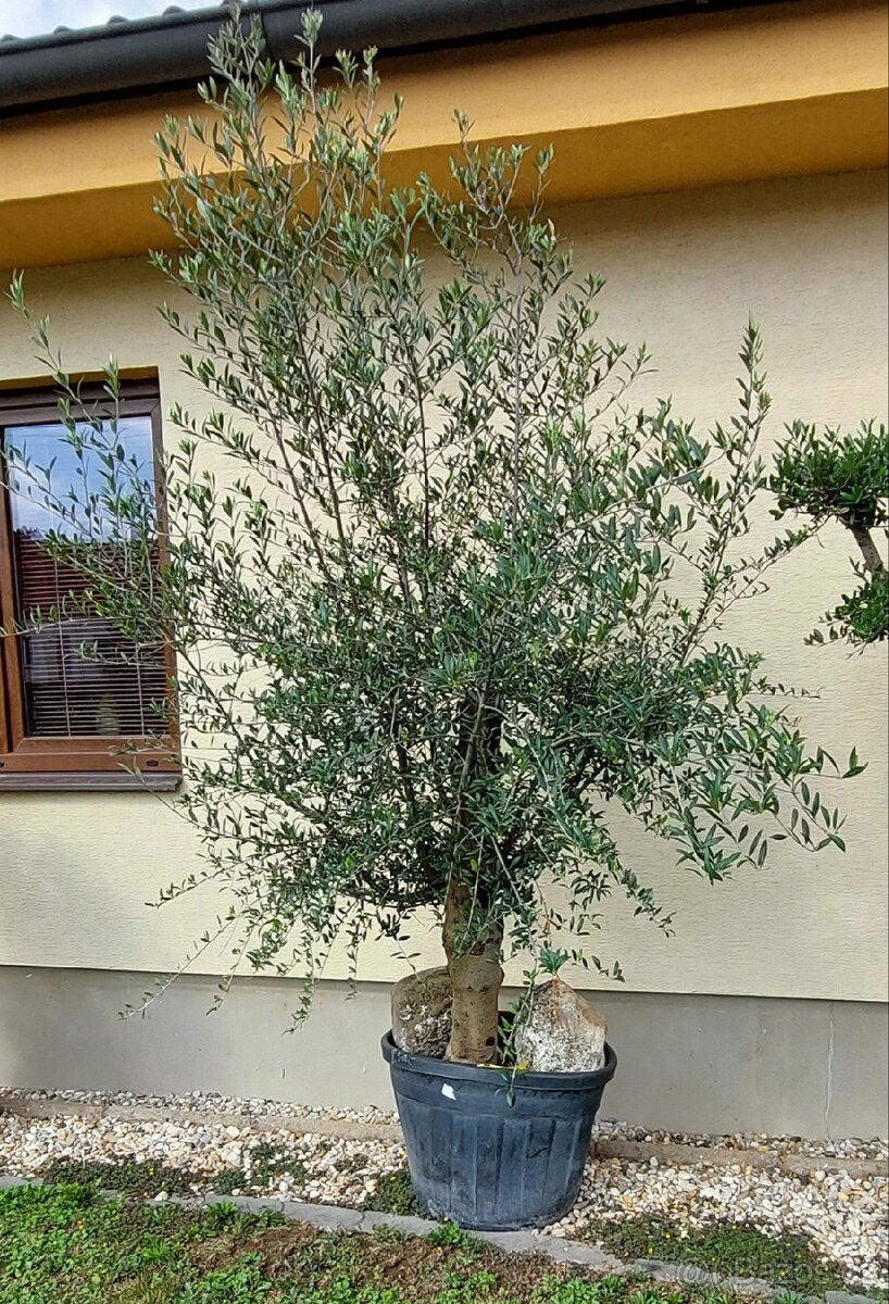 Olivovníky různé velikosti - 8