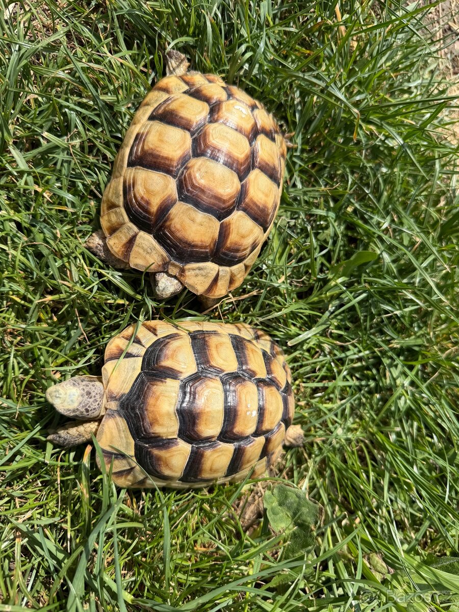 Želva Vroubená 🐢 Testudo Marginata nz.2022 - 8