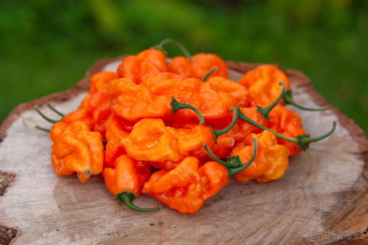 Chilli semena | Chilli papričky | Chilli semínka - 8