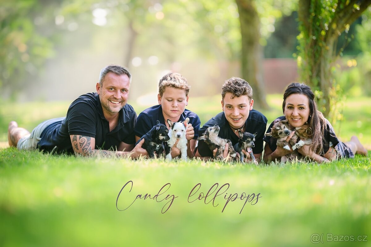 Čínský chocholatý pes / štěně / labutěnka - 8