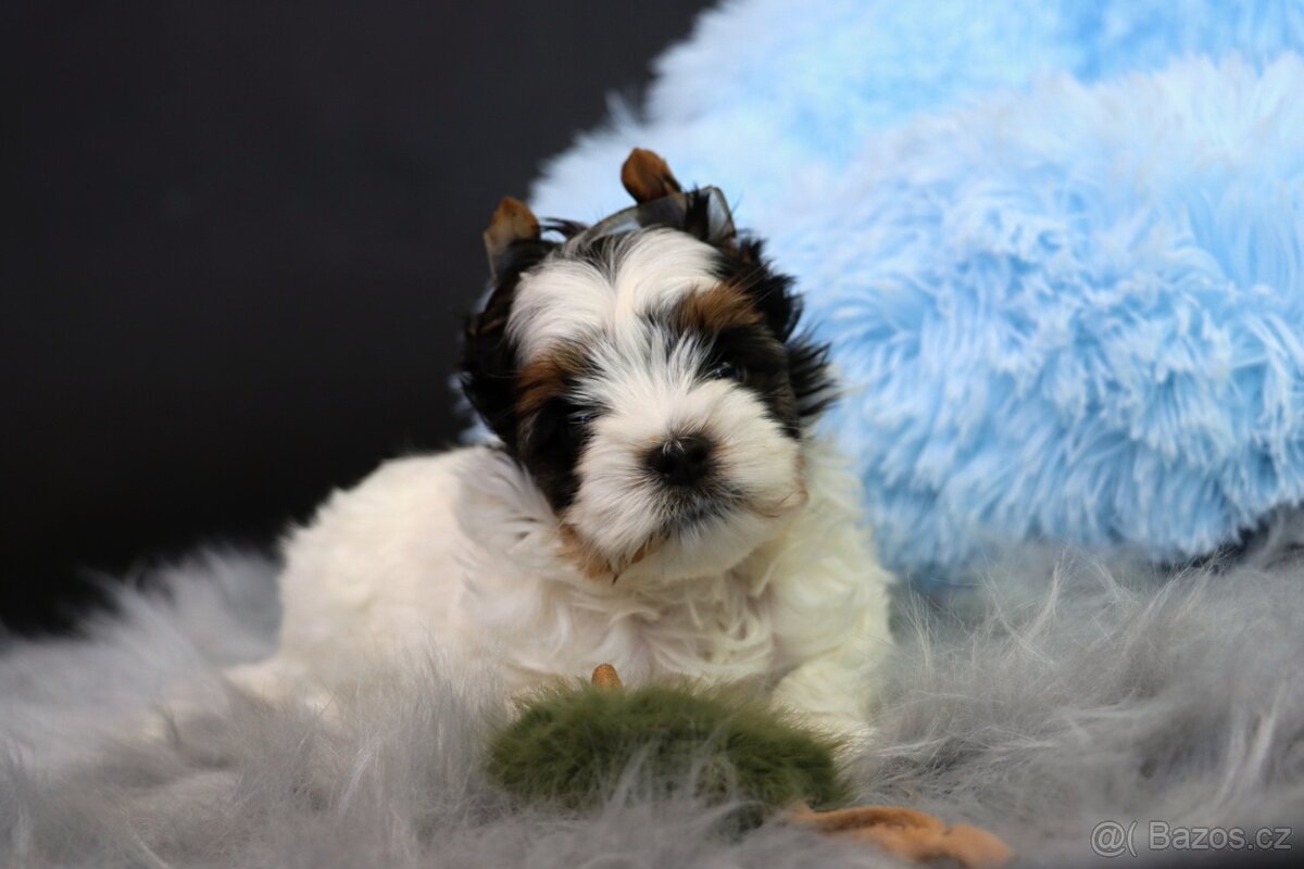 Biewer jorkšírský teriér - pejsek - 8
