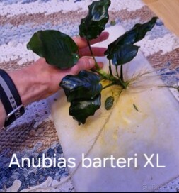 Čerstvé akvarijní rostliny - 8