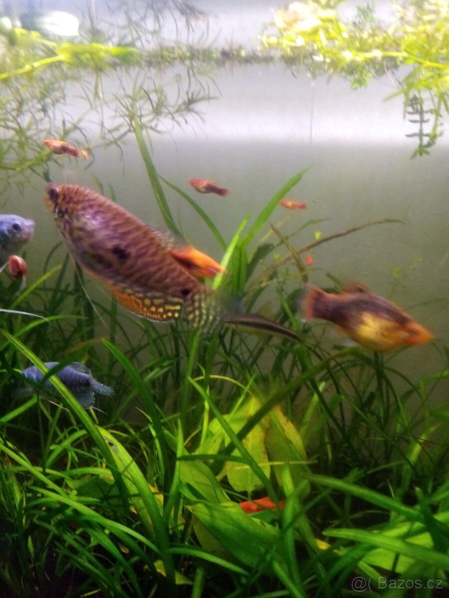 Čichavec šedý (modrý) - 8