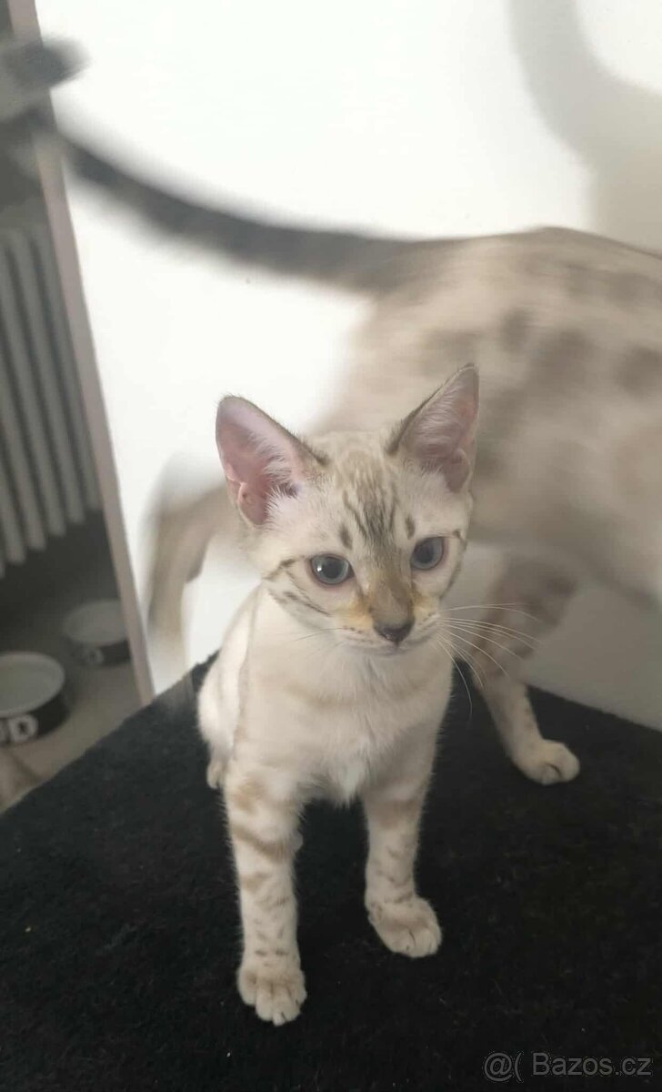Bengálská kočka, koťata, kocourek 🐆 - 8