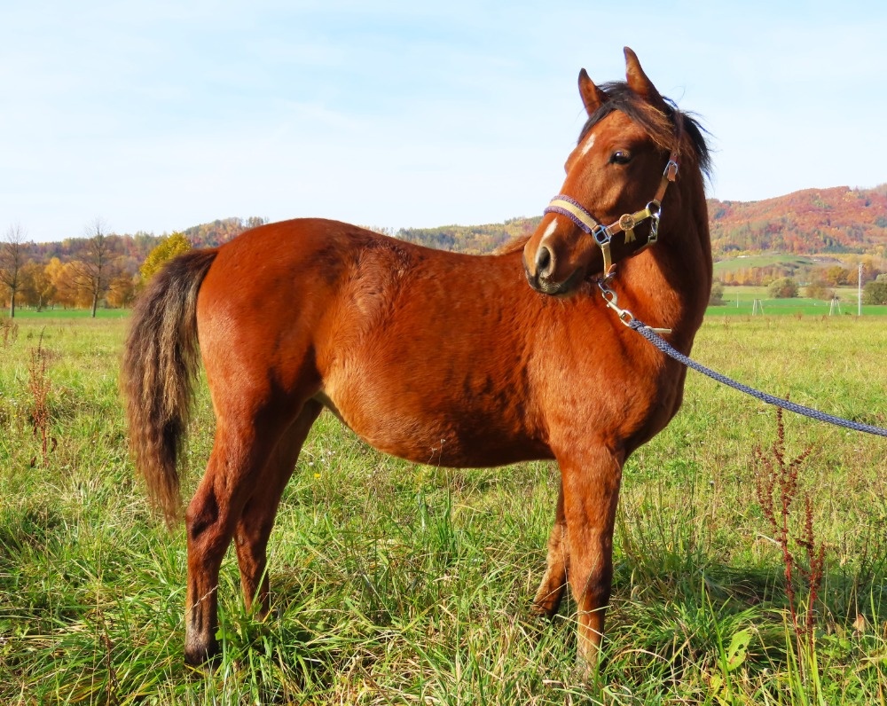 Roční klisnička na prodej - 8