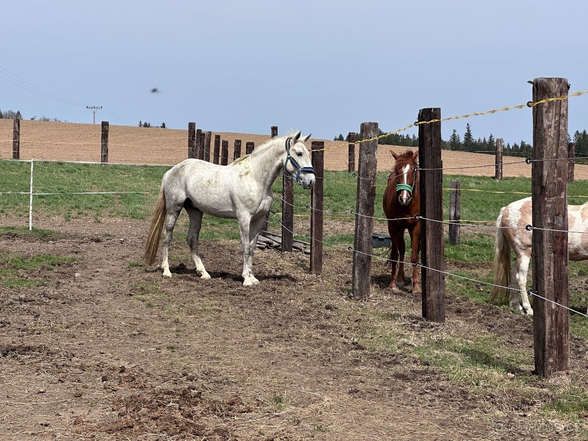 P.R.E. Hřebec na prodej - 8