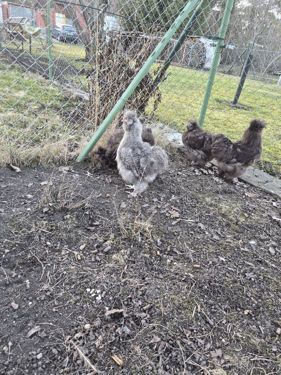 Hedvábnička kohout - 8