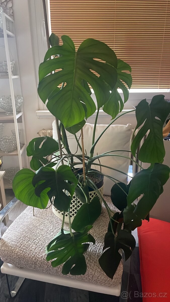 Monstera Teplice rostlina - 8