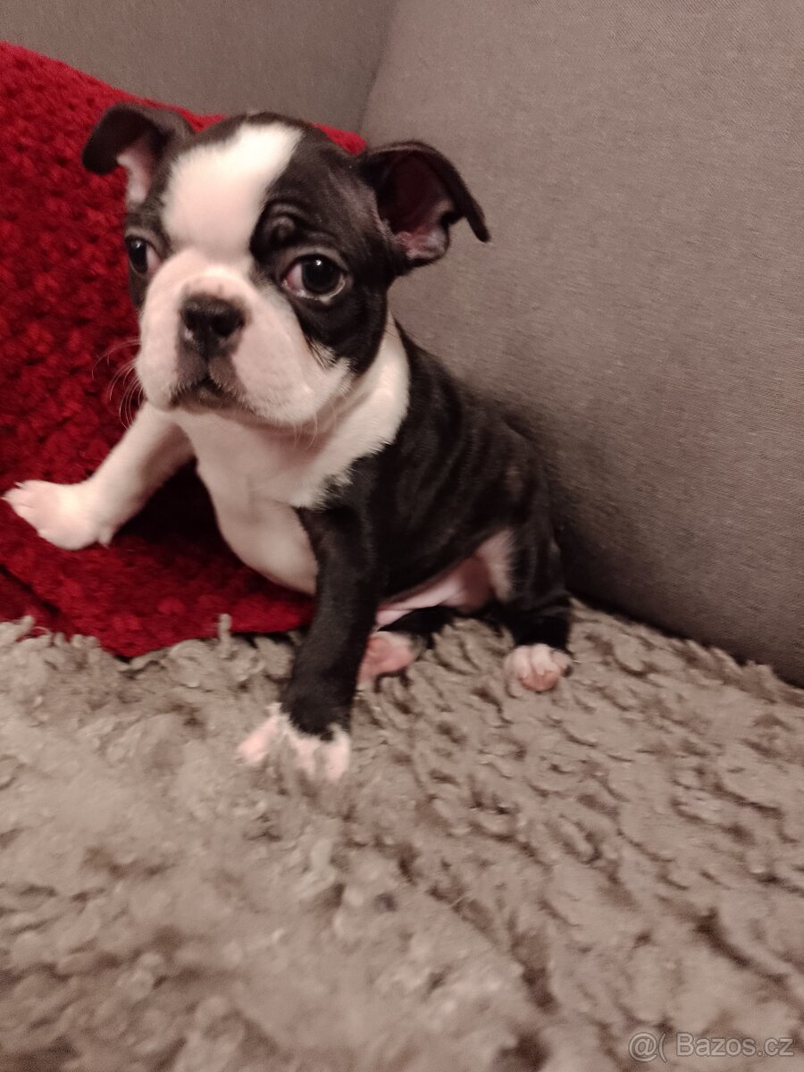 Bostonský teriér s PP FCI - 8