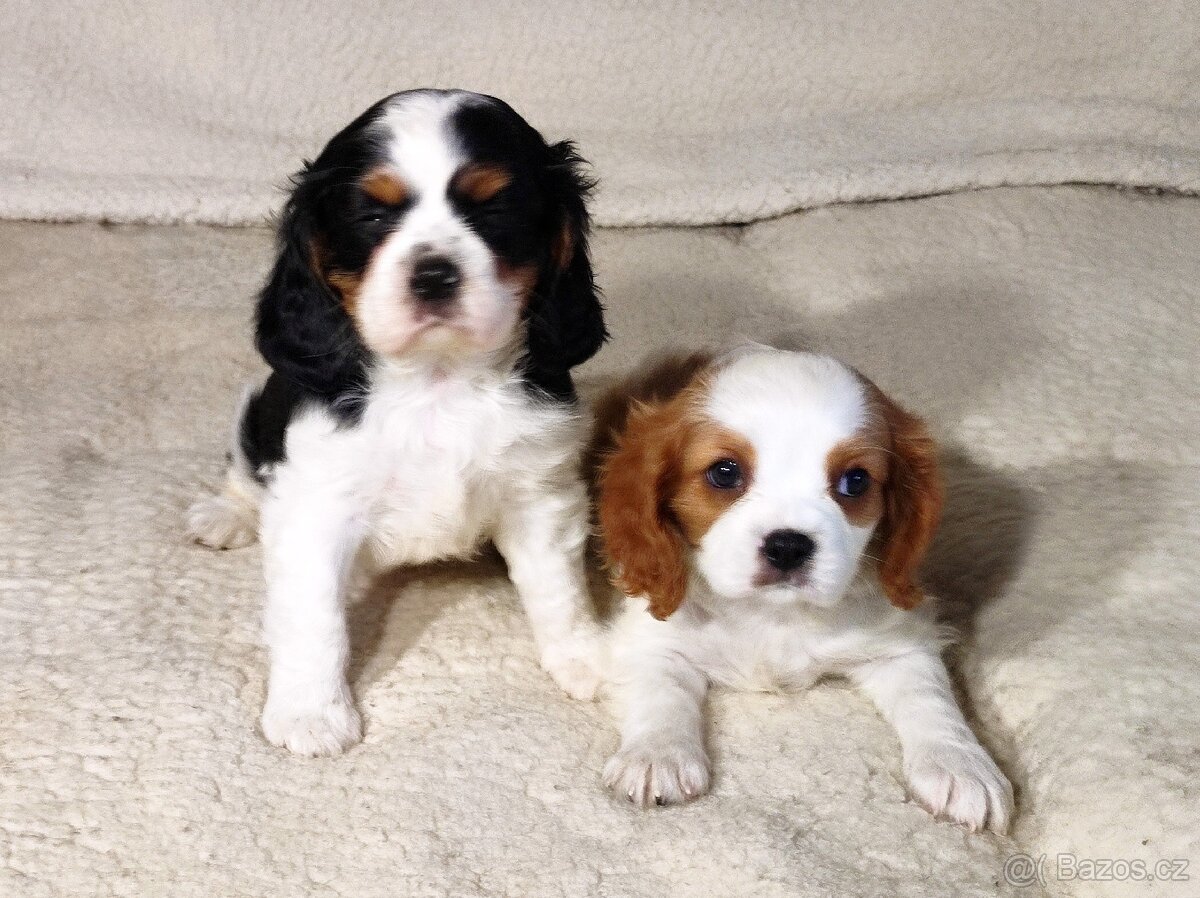 Kavalír king Charles španěl - 8