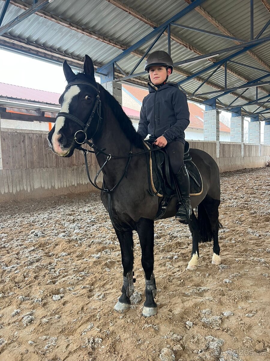 pony klisna do sportu - 8