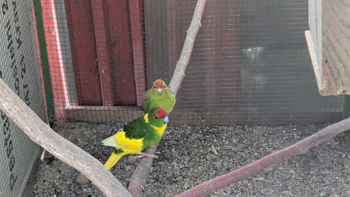 Kakariki rudočelé, - 8