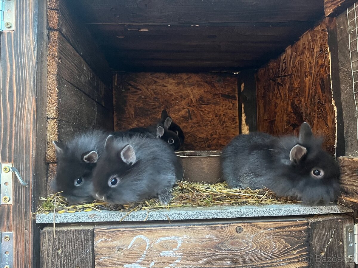 Zakrslý králíčci - 8