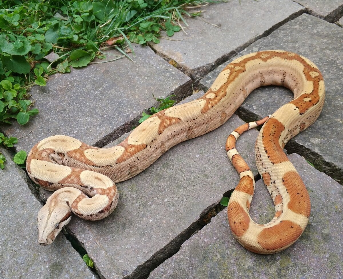 Boa imperator - Aztec Anery het VPI, VPI Jungle Aztec - 8