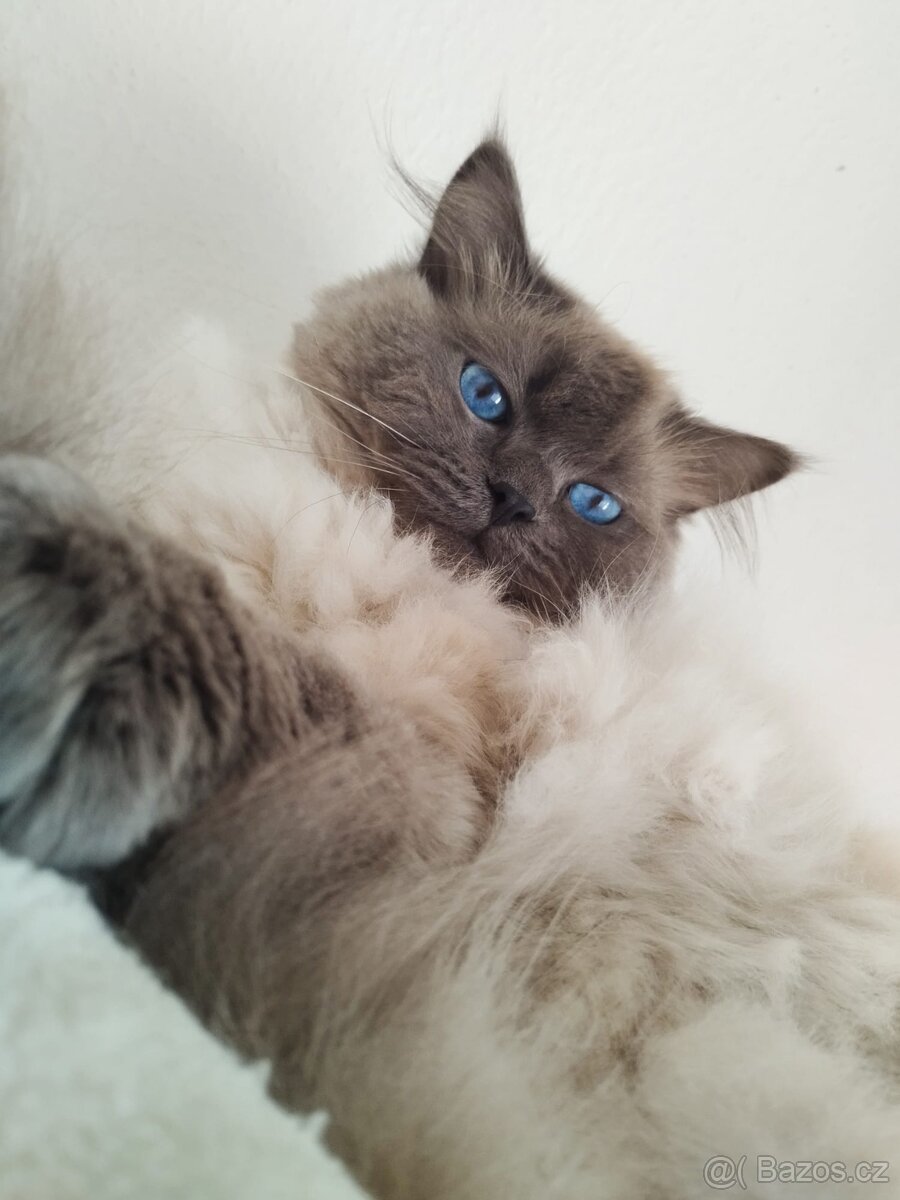 Nabízím kocoura Ragdoll ke krytí - 8