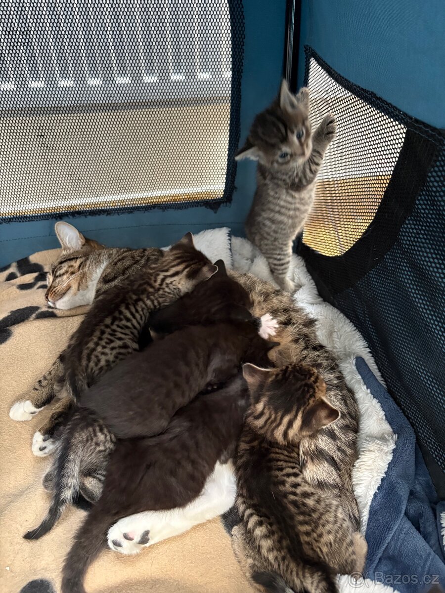 Bengálská/britská koťata - 8
