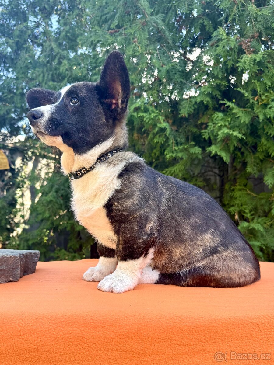 Welsh corgi cardigan s PP. - 8