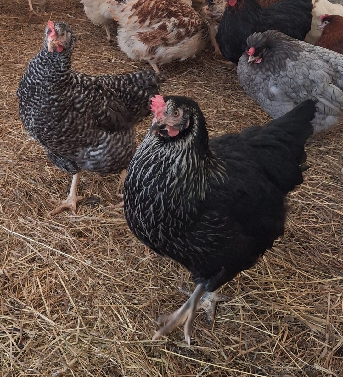 Kurice, slepice, nosnice - 8