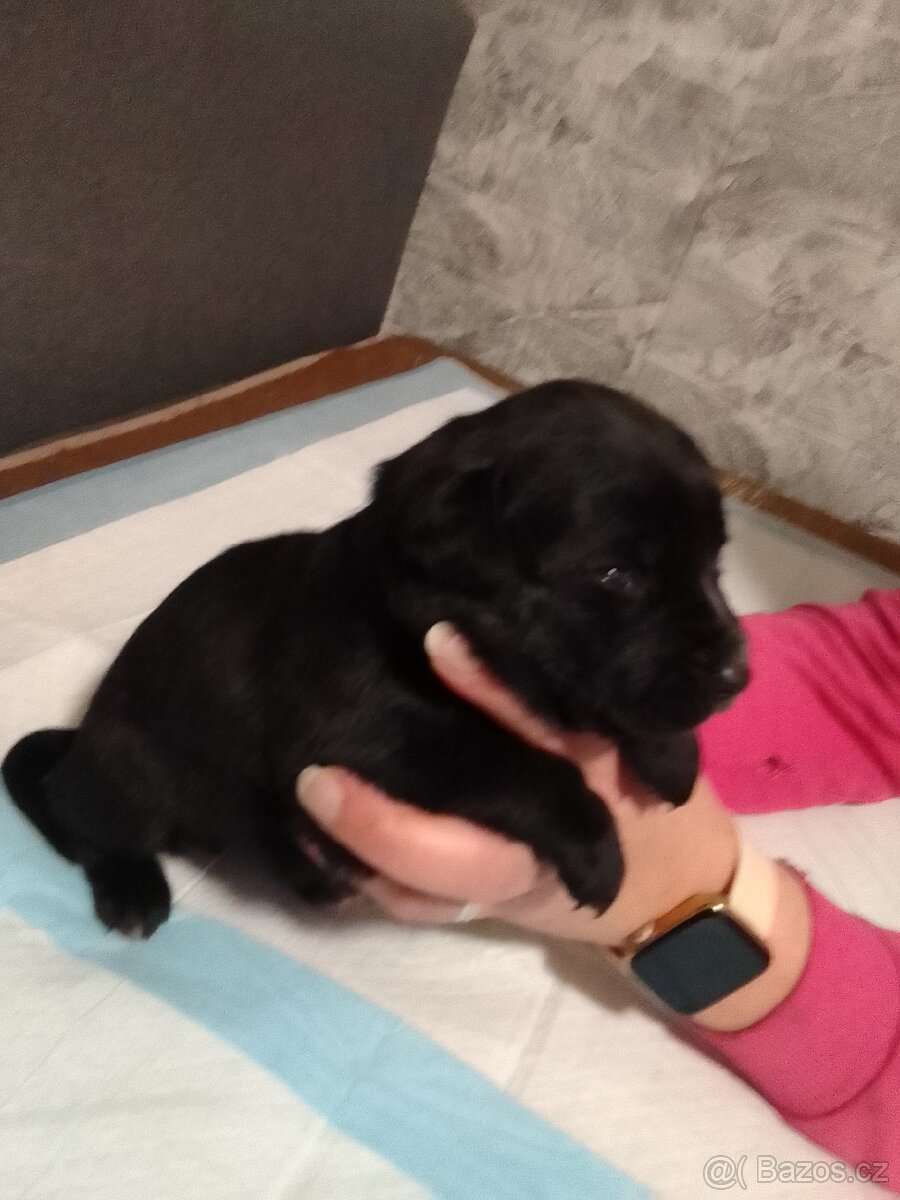 Štěňata - 8