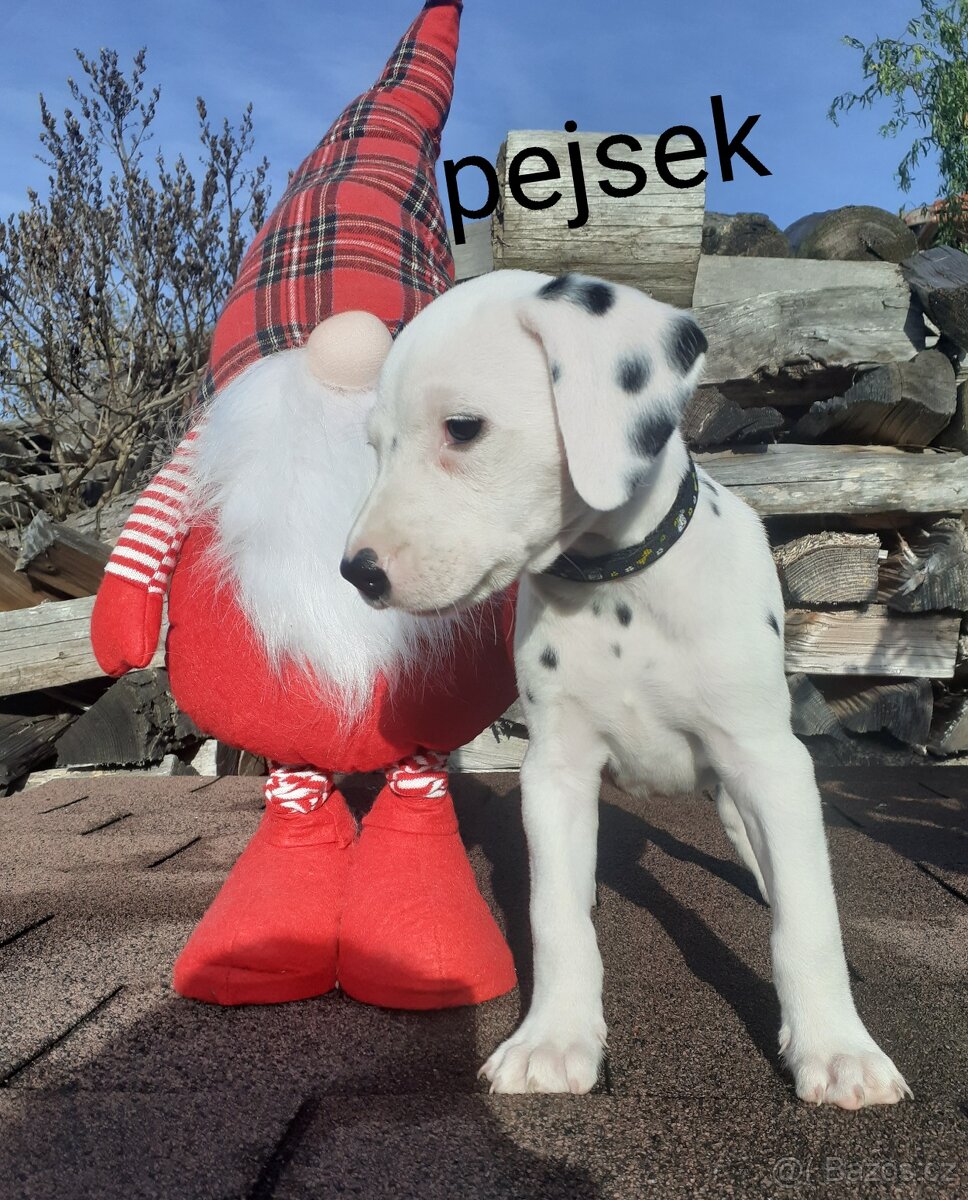 Dalmatin již k odběru - 8