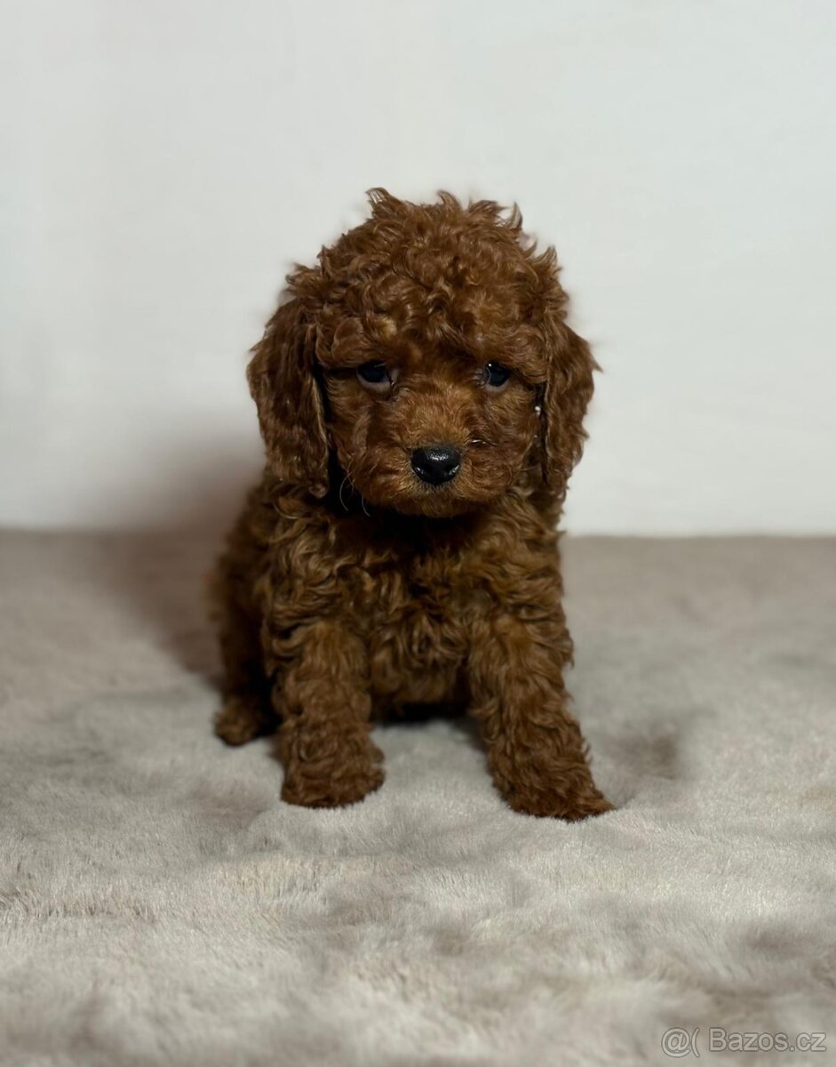 Cavapoo - 8