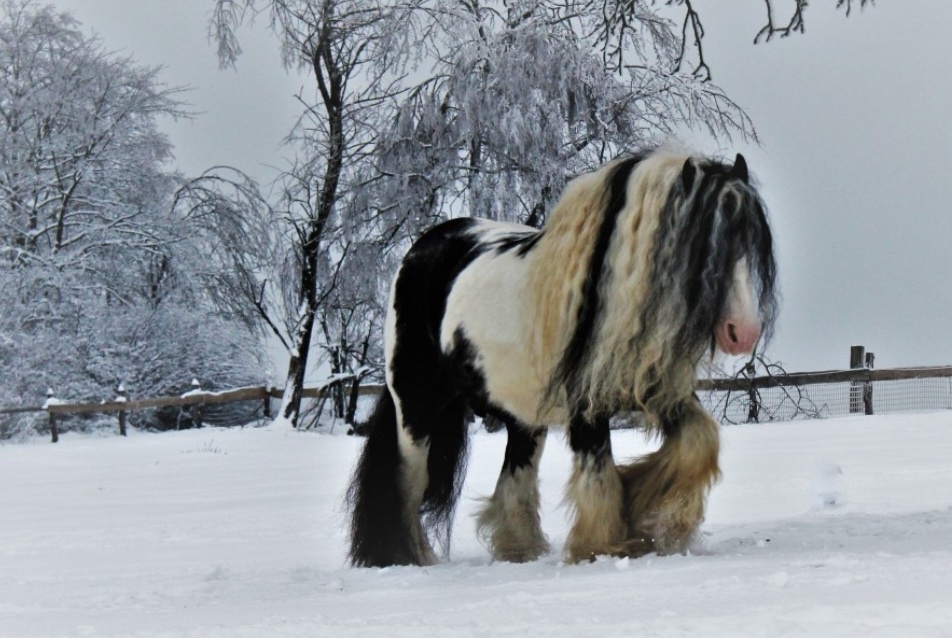 Irský cob připouštění - 8