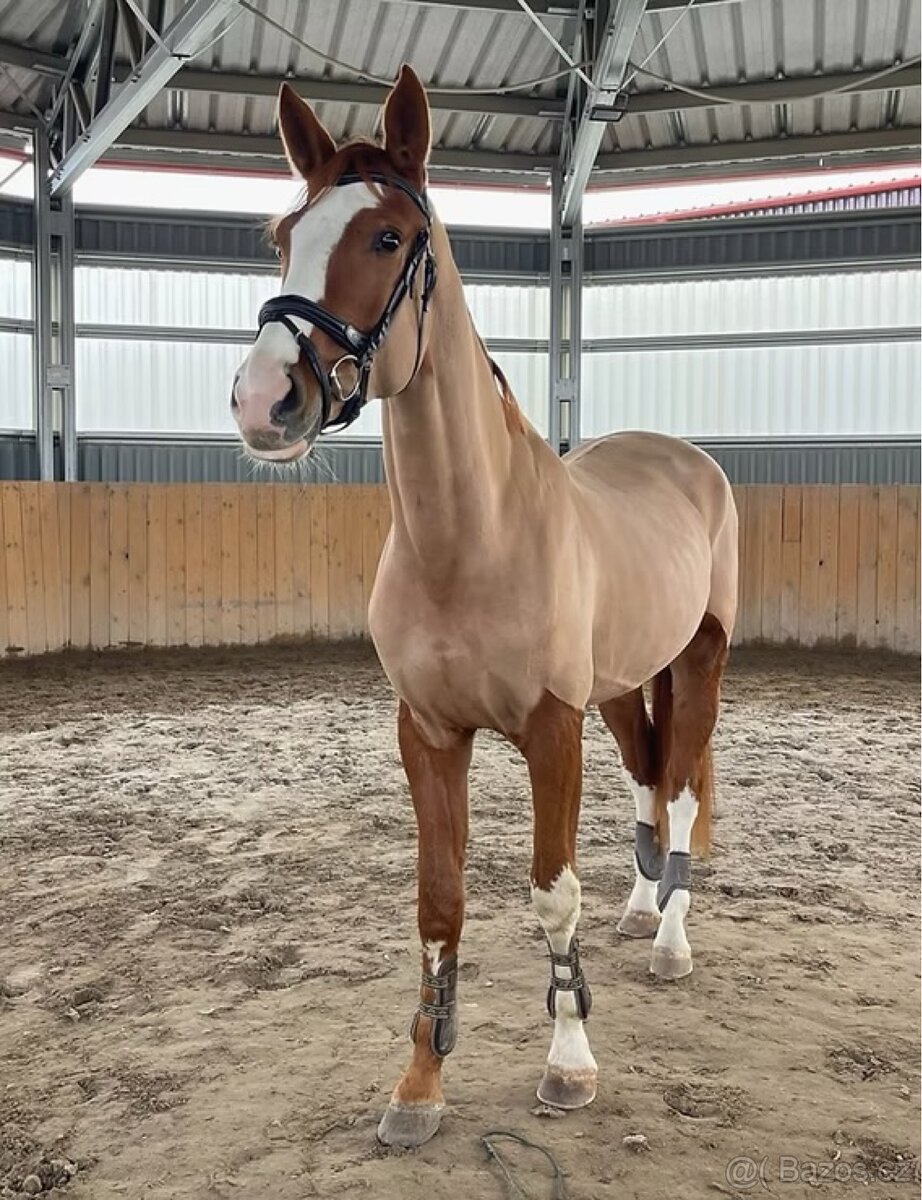 PRODÁME VÍCE MLADÝCH KONÍ - 8