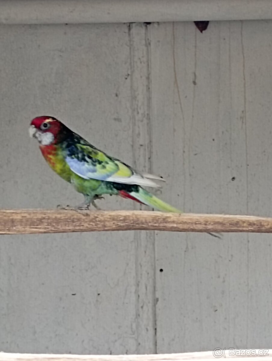 Rosela pestrá černá, modrá zlatá - 8