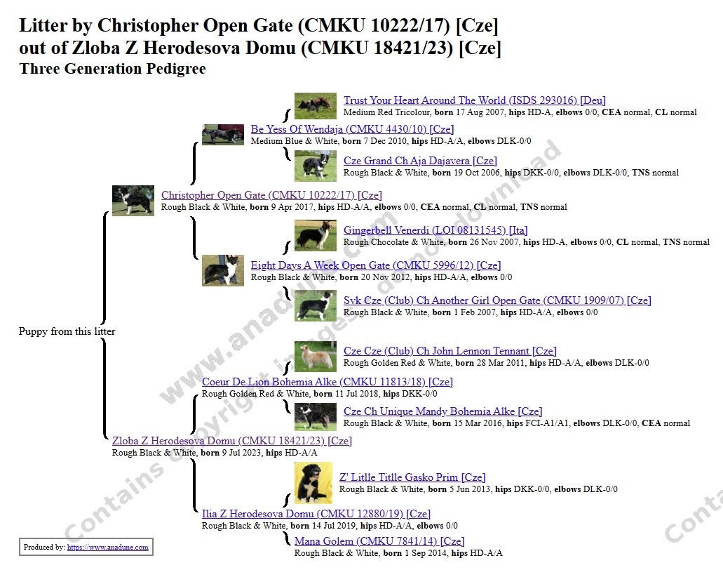 Štěňata border kolie s PP - již k odběru - 8