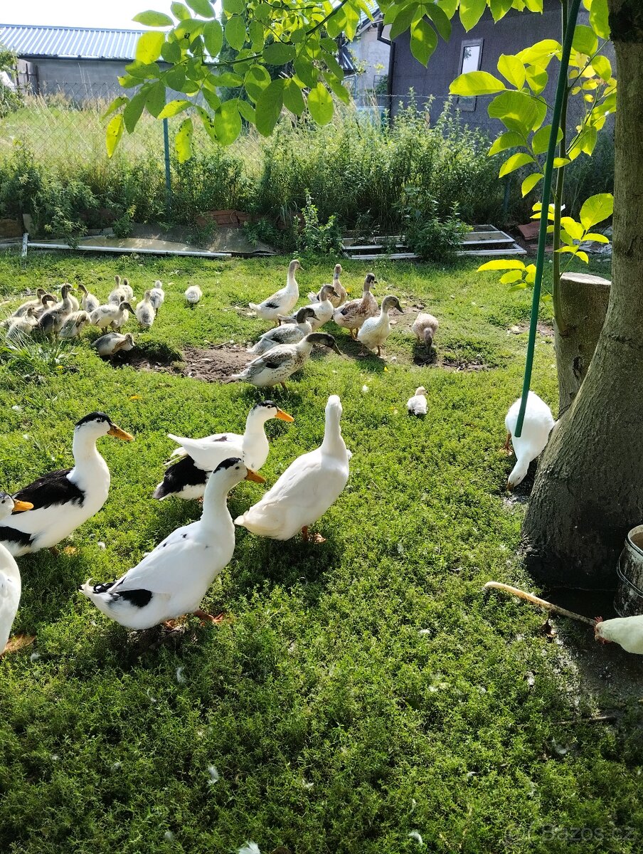 Kachny, kachny a kachny - 8