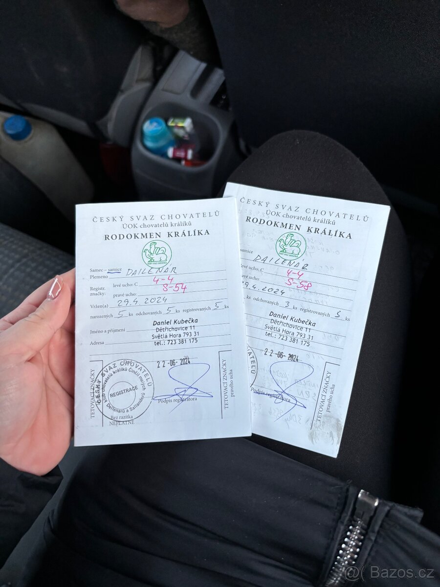Králík - 8