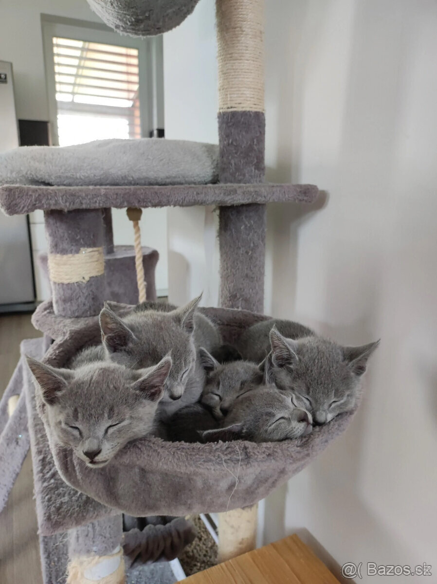 Ruska modra kotatka s pp - 8