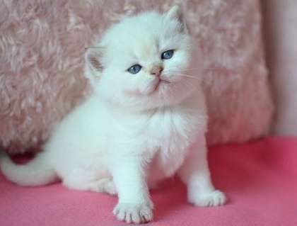 Britská colorpoint koťátka s PP k rezervaci - 8