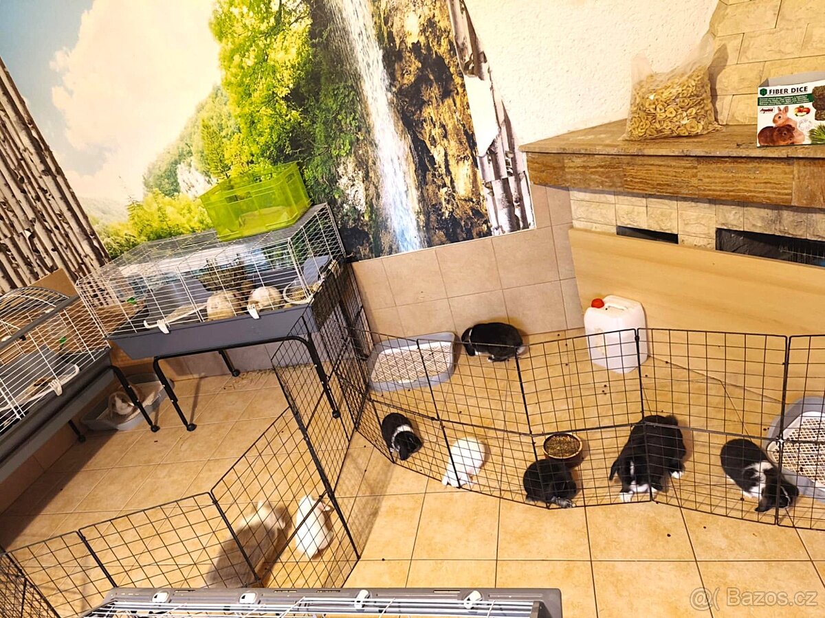 Krásní, vymazlení minilop králičci - 8