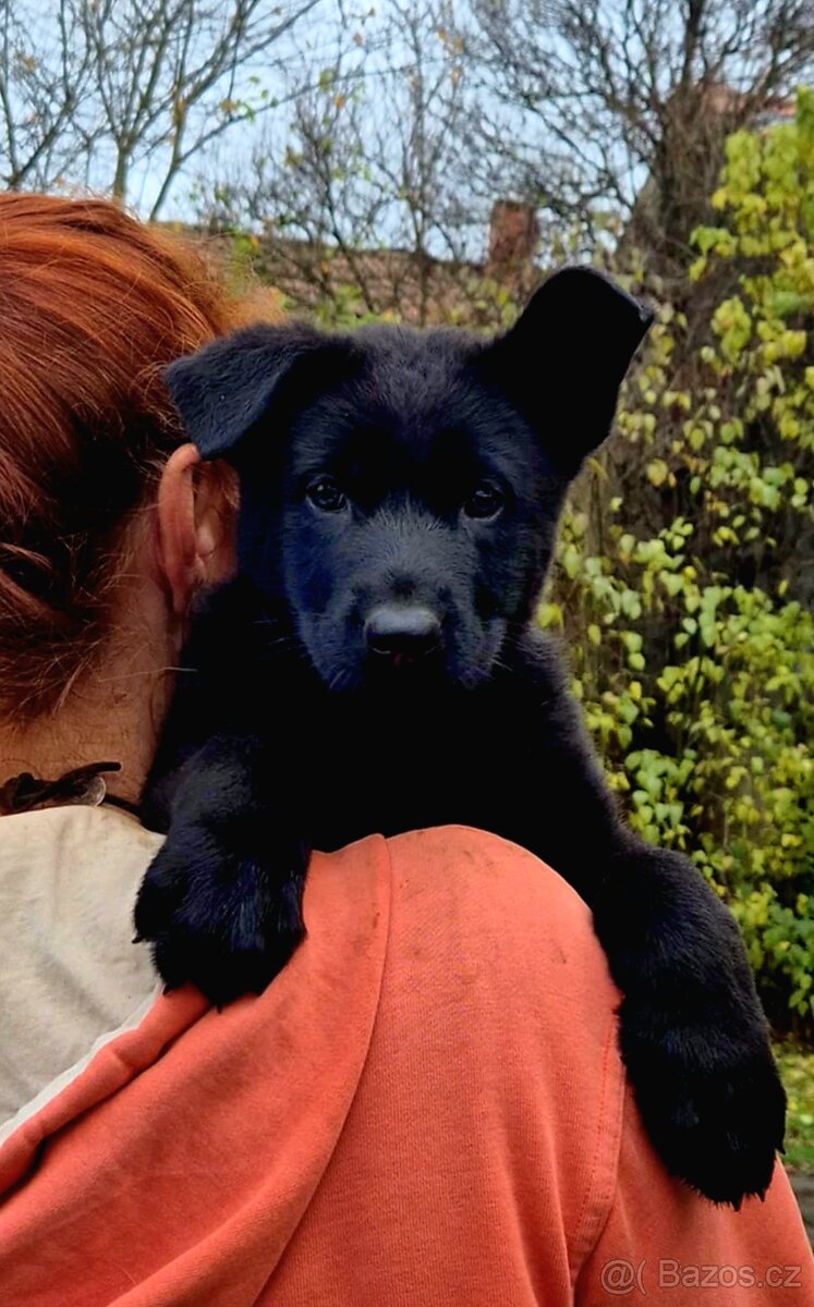 Německý ovčák štěňata s PP černá a vlkošedá - 8