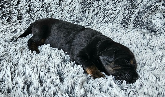 Štěňátka Hovawarta s PP - 8